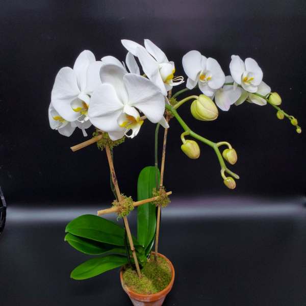 Double Stem Phalaenopsis Orchid Plant