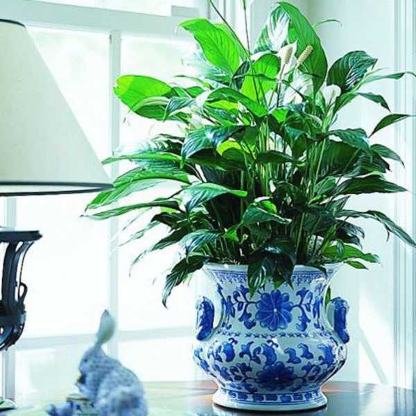 Single Foliage Plant in Decorative Container
