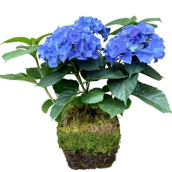 Potted Hydrangea