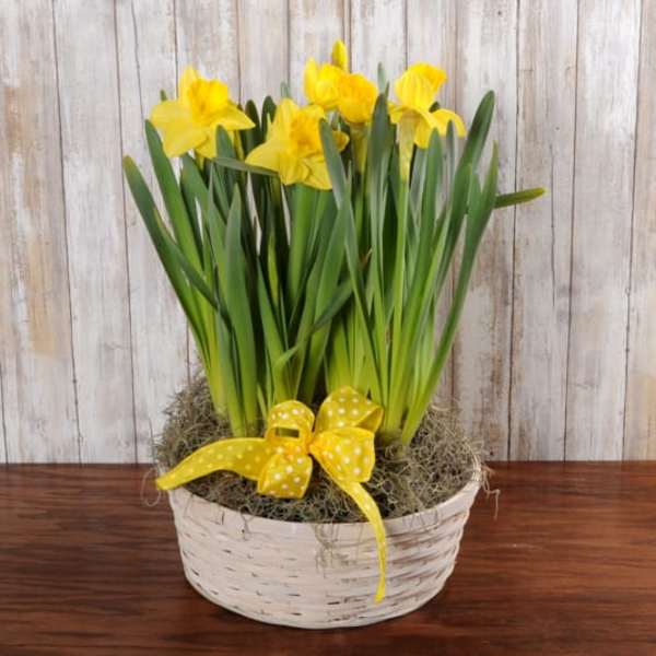 Potted yellow daffodils in a white woven basket with moss and a yellow polka dot bow.