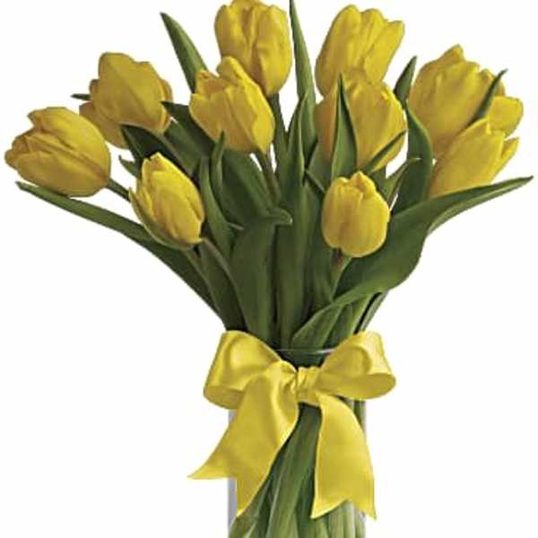 Sunny Yellow Tulips