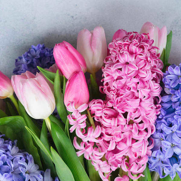 WELCOME SPRING!!!!! Bulb plants