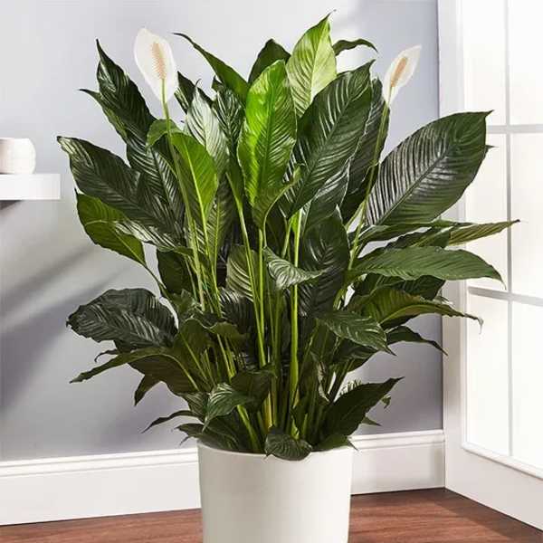 Spathiphyllum