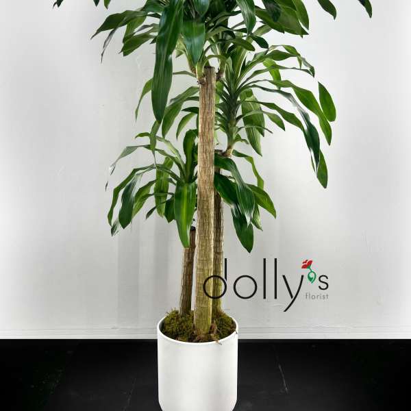 SOLD OUT | Dracaena Fragrans 5ft (152cm) - 6ft (183cm)