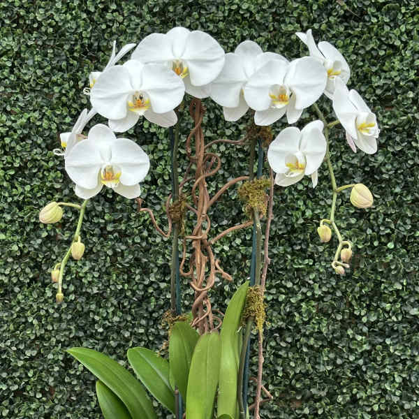 DOUBLE THE LOVE (WHITE)