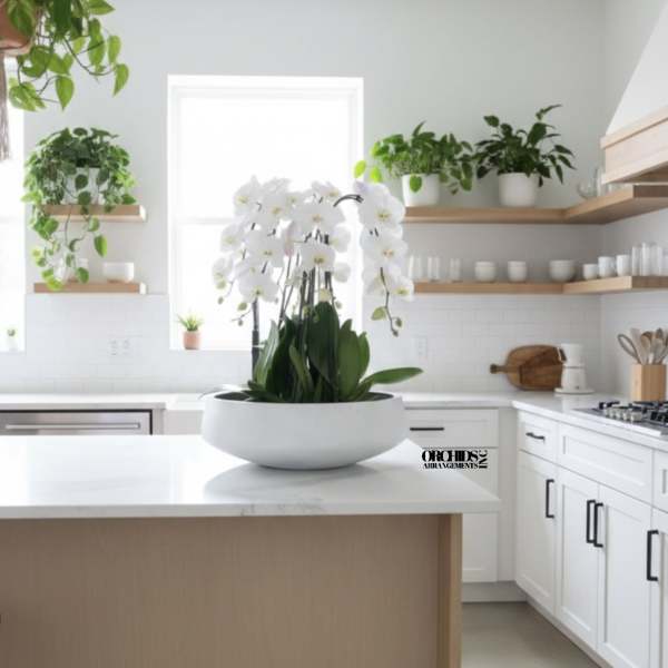 White Phalaenopsis Orchid – Soft Modern Accent