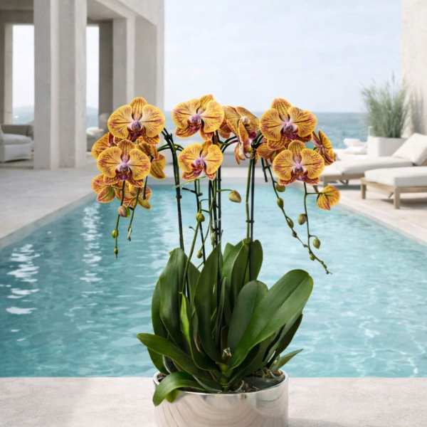 Peach Phalaenopsis Orchid – Artistic Display