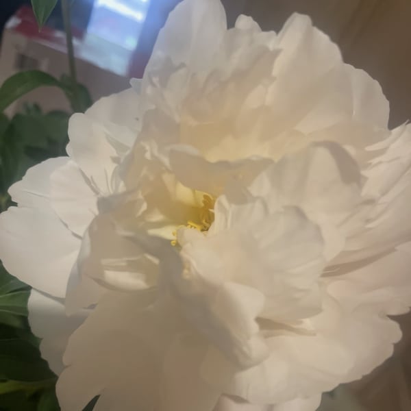Peony Plant