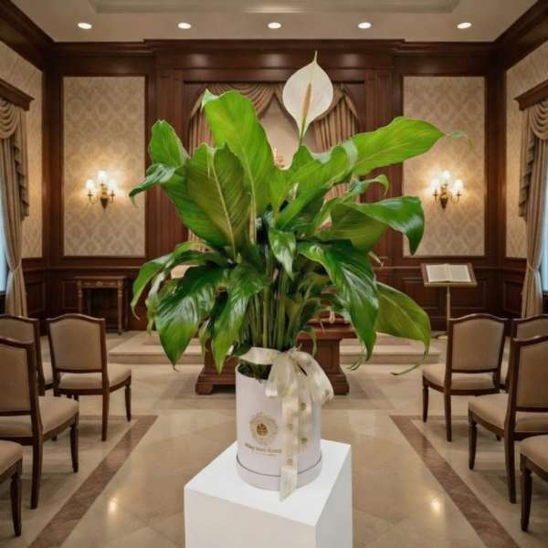 Peace Lily plant