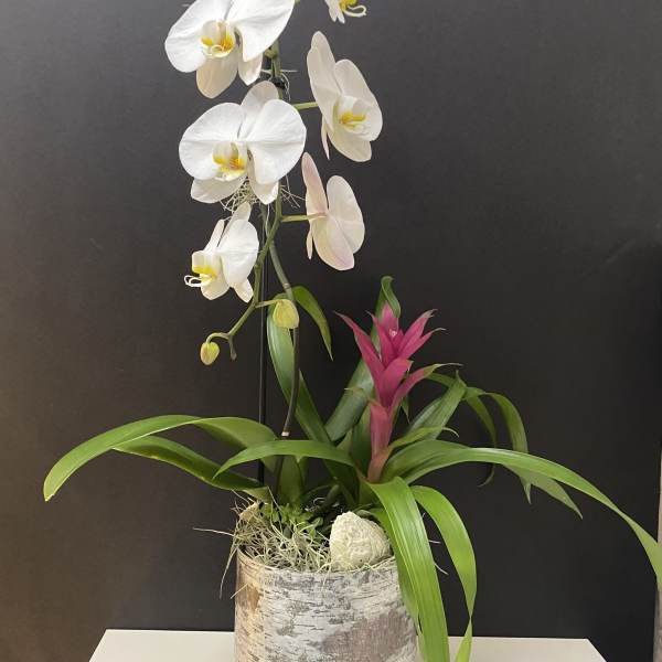 Plants Collaboration