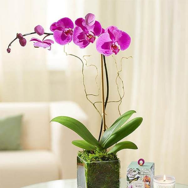 Elegant Orchid