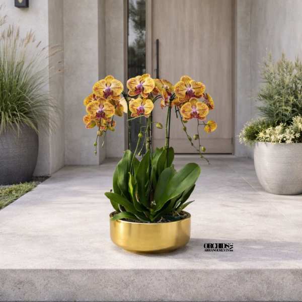 Peach Phalaenopsis Orchid – Luxury Statement Décor