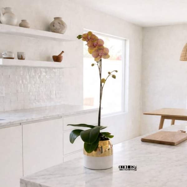 Peach Phalaenopsis Orchid Arrangement – Contemporary Design