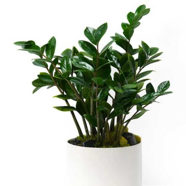 Dark green leafy potted plant in a smooth white round container