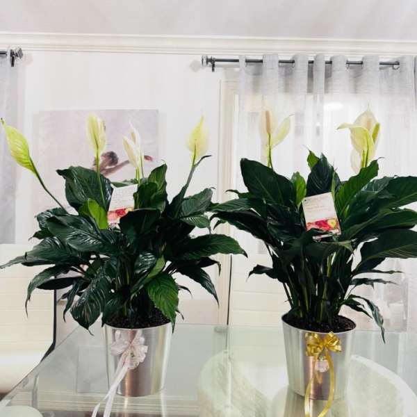Peace Lily