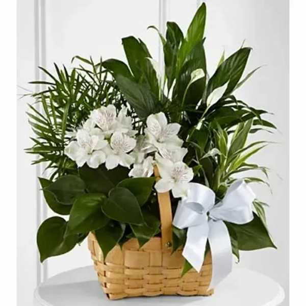 Basket of green plants with white alstroemeria blooms and a white ribbon bow