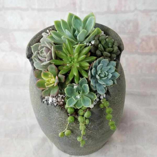 Broken Pot of Succulents