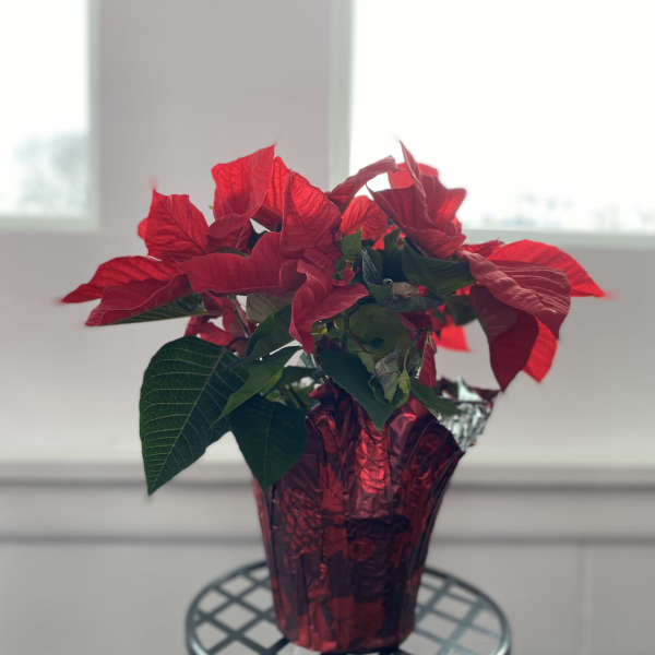 Poinsettia Plant