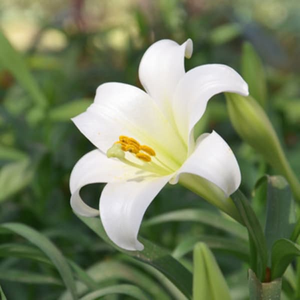 Traditional Easter Lily