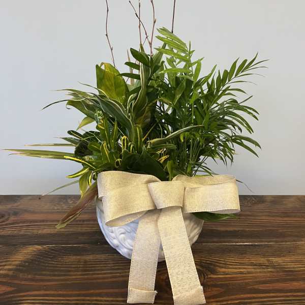 Potted green houseplant arrangement in a white bowl with a beige fabric bow