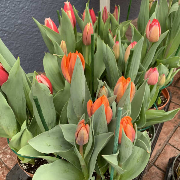 Potted orange and pink tulip plants with closed buds grouped on a tray
