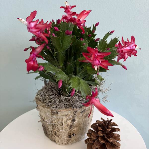 Pink Christmas Cactus