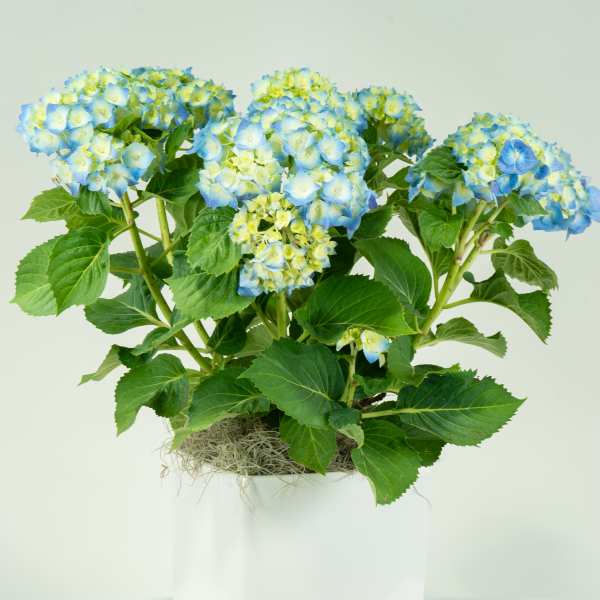 Hydrangea Haven