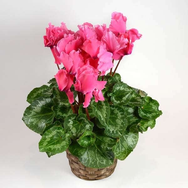 Cyclamen Basket