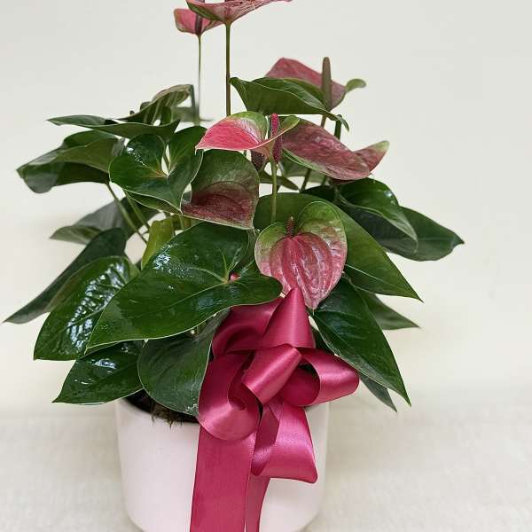 Anthurium Plant