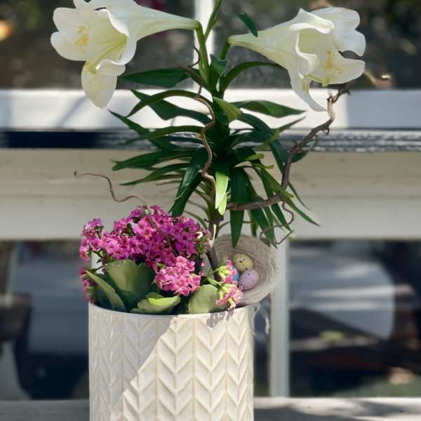BEAUTIFUL EASTER LILLY