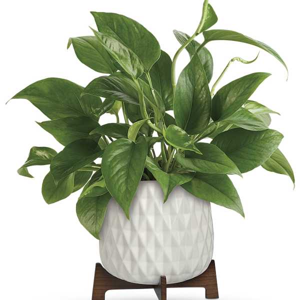 Teleflora's Lush Leaves