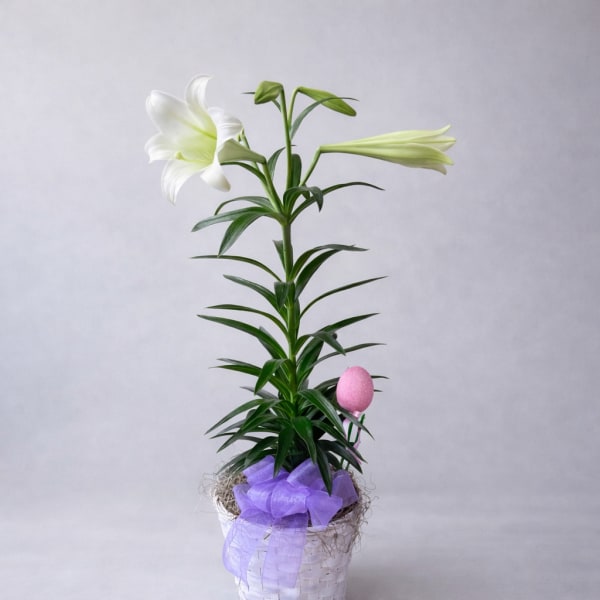 Easter lily basket