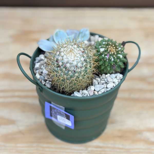 4" Cactus Bucket