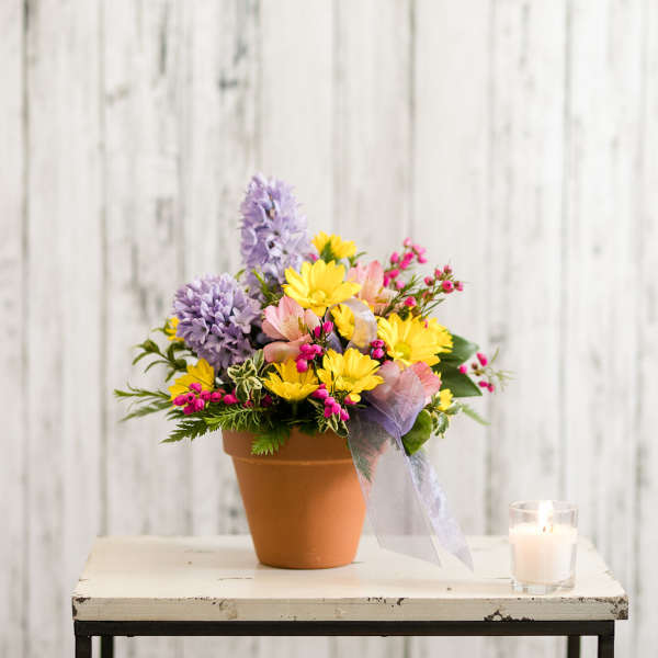 Potted spring arrangement with yellow daisies, pink blooms, and lavender hyacinths in a terracotta pot with ribbon.