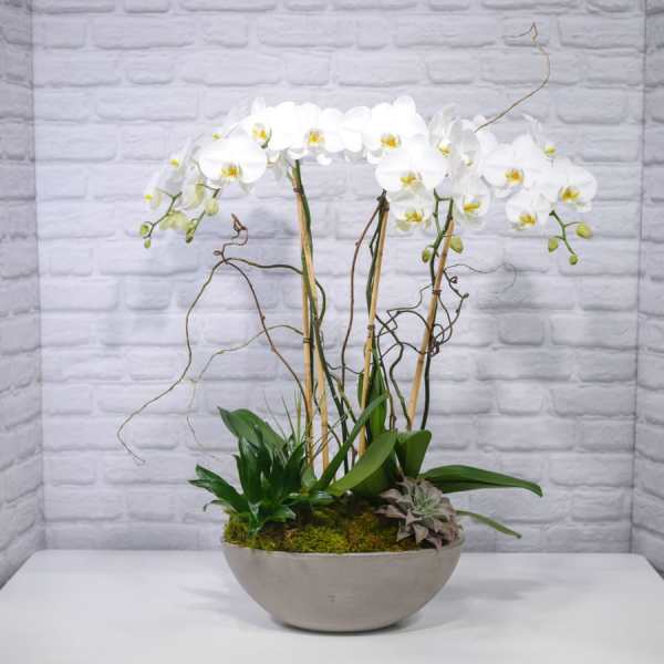 White Phalaenopsis Orchid Planter (4 stems)