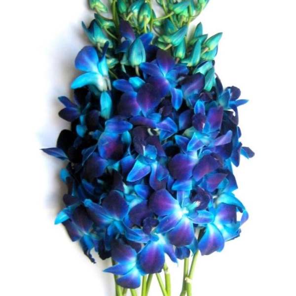 Premium Cut Blue Orchids (Local Only)