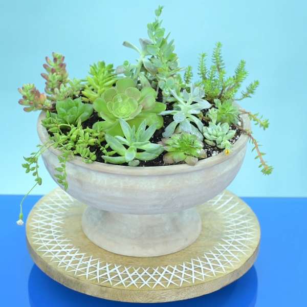 Modern Zen-12" Sucullent Arrangement in a Terracota Container