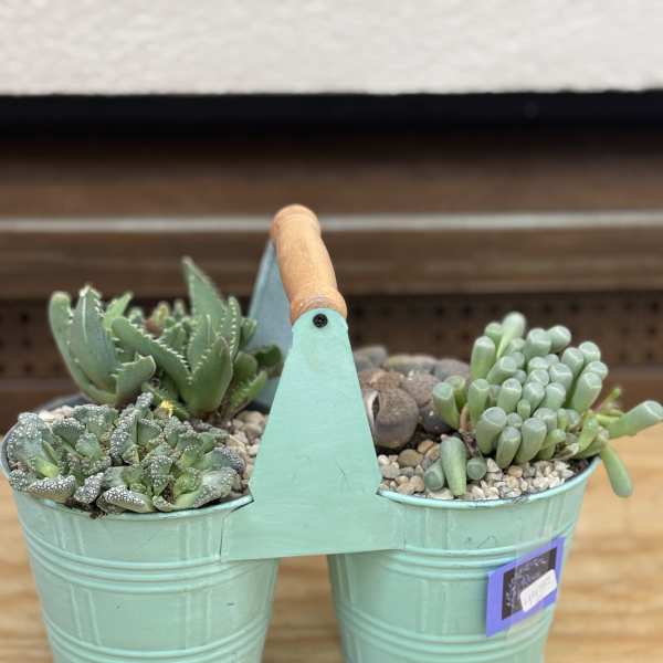 Double Succulent Bucket