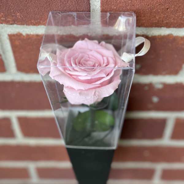Preserved Pink Cashmere Rose