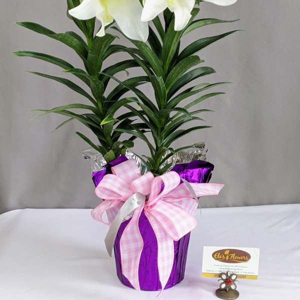 Easter Lily - 6" Planter