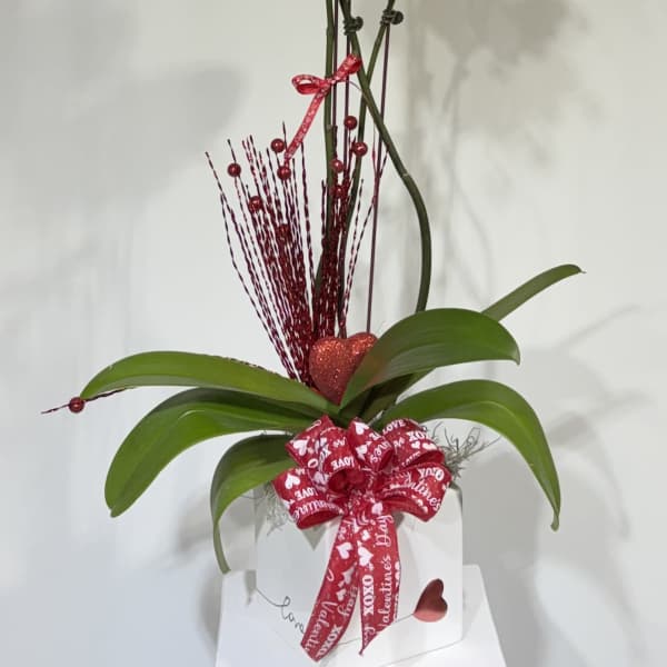 White Triple Stem Phalaenopsis Orchid