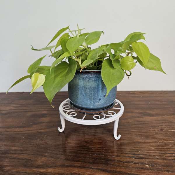 Neon Philodendron - 5 Inch ceramic pot