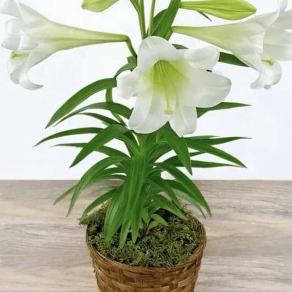 Easter Lily Plant