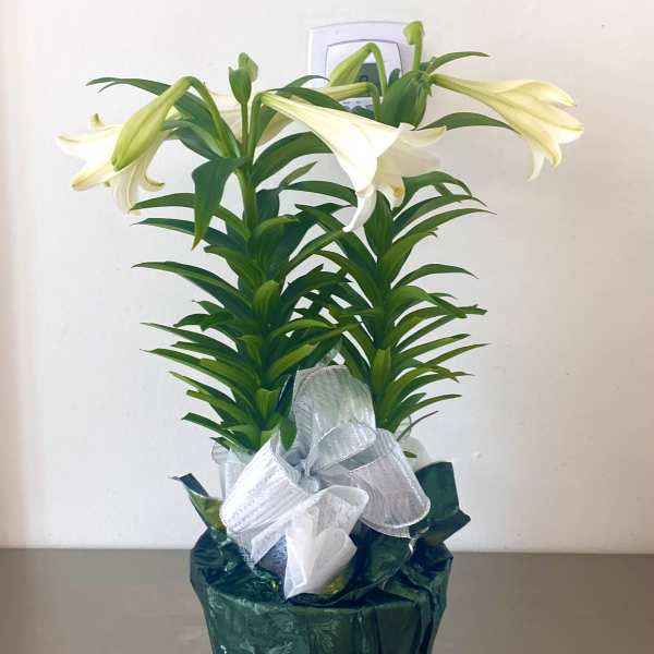 Ester lily double stem