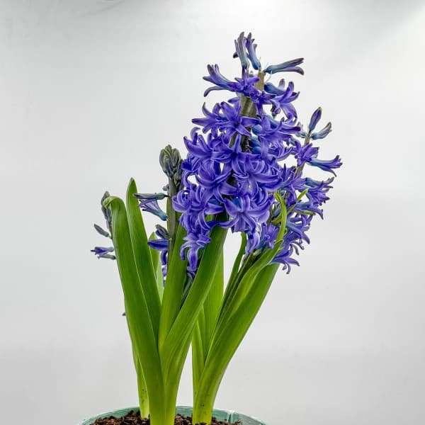 Hyacinth