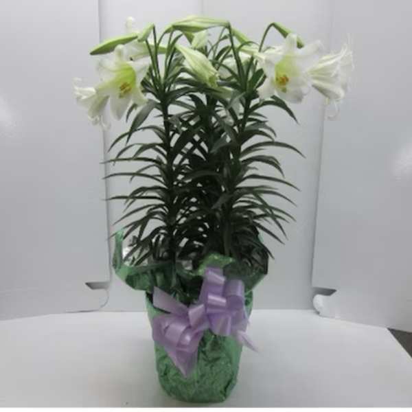 Triple Stem Easter Lily