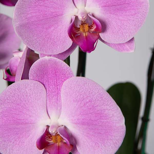 Waterfall Orchid Plant PINK
