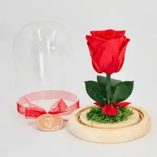 Pretty Bloom Preserved Red Rose (Height: 6.69 ")