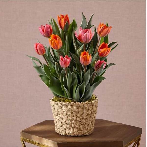 Potted orange and pink tulips in bloom in a woven basket container