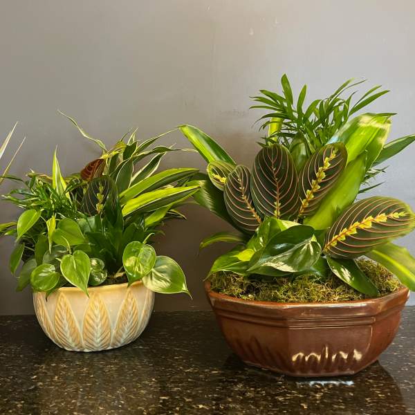 Ceramic Mixed Planter